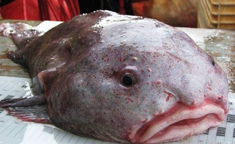 عجیب الخلقه ترین حیوانات جهان حباب ماهی