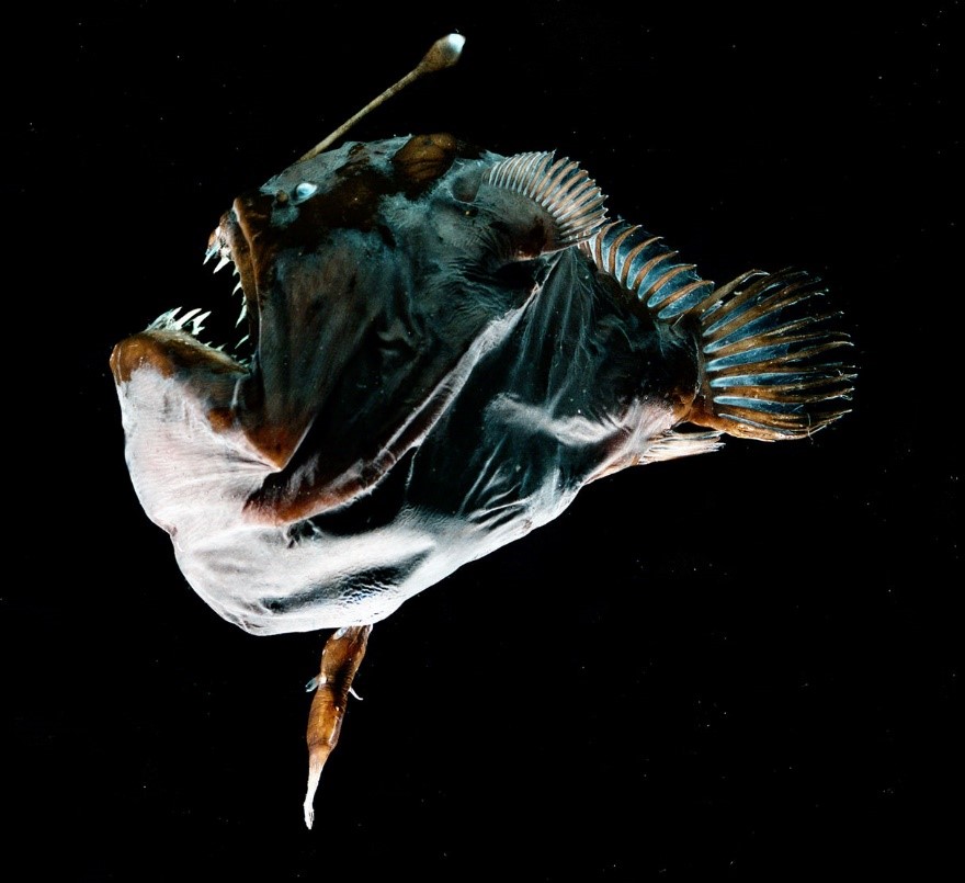 عجیب الخلقه ترین حیوانات جهان قلابچه ماهی