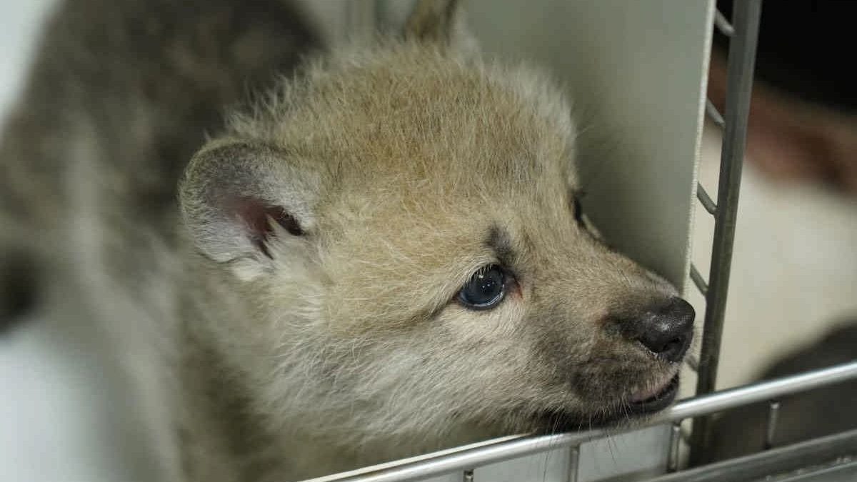 اولین گرگ شبیه‌سازی شده جهان در چین متولد شد
