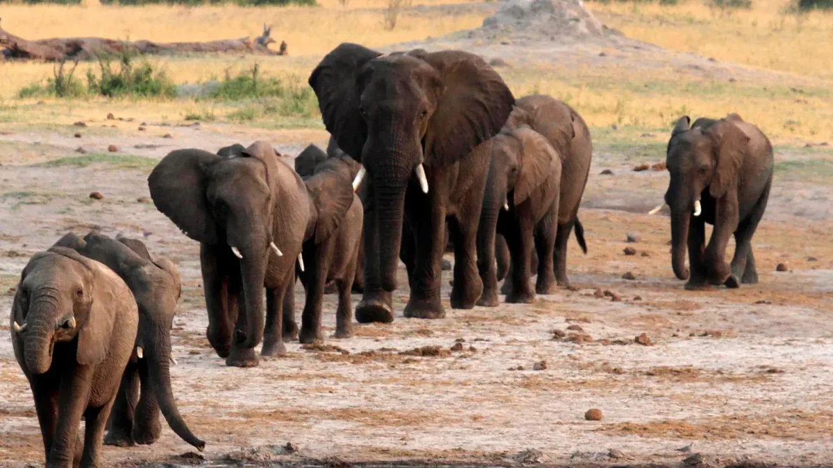 مرگ دسته‌جمعی فیل‌ها در زیمبابوه