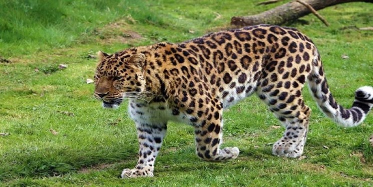 حیوانات در حال انقراض در ایران